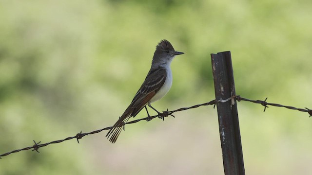 Ash-throated Flycatcher - ML444977161