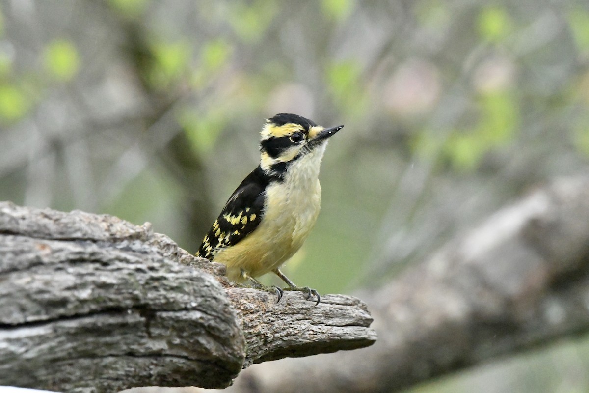 woodpecker sp. - Sue Palmer