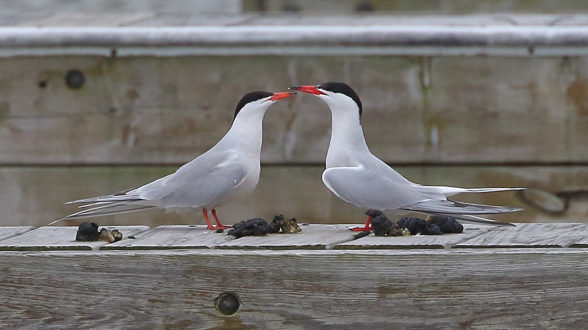Common Tern - Bruce Robinson