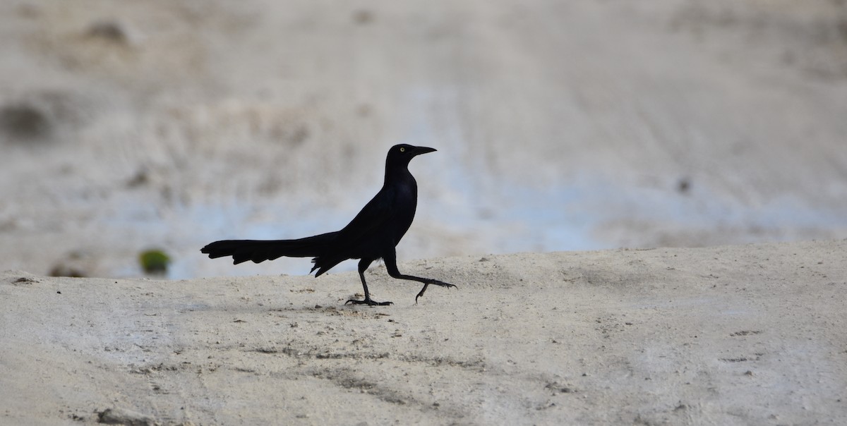 Great-tailed Grackle (Great-tailed) - Luke Berg