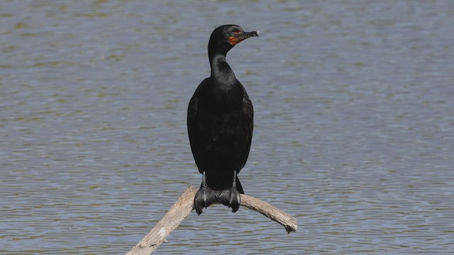 Cormorán Orejudo - ML444981081