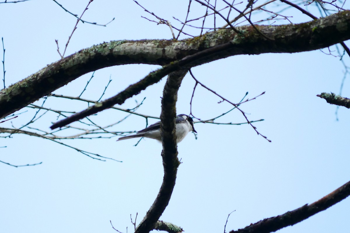 Minivet Ceniciento - ML444985181