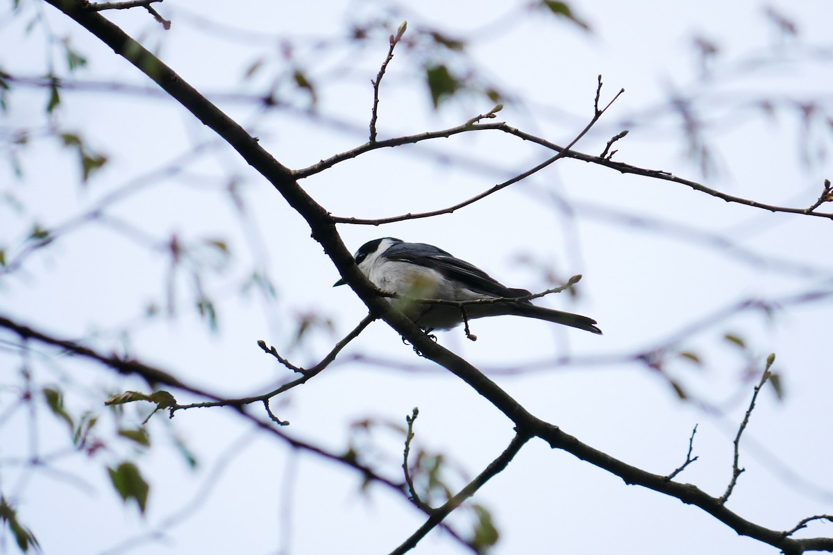 Minivet Ceniciento - ML444985211