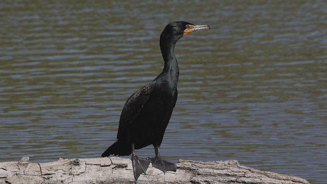 Double-crested Cormorant - ML444985381