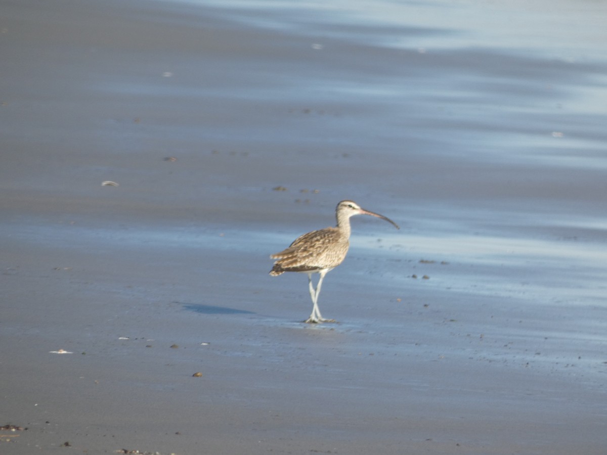 Whimbrel - Camila García Pasarín