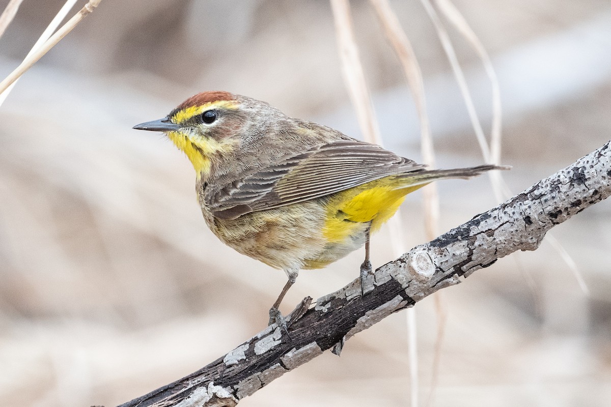 Palm Warbler - ML444986171