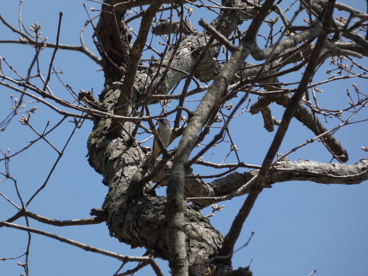 Blue-headed Vireo - ML444986431