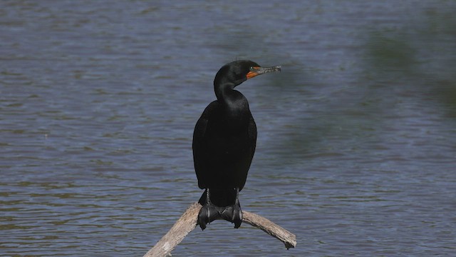 Kulaklı Karabatak - ML444987281