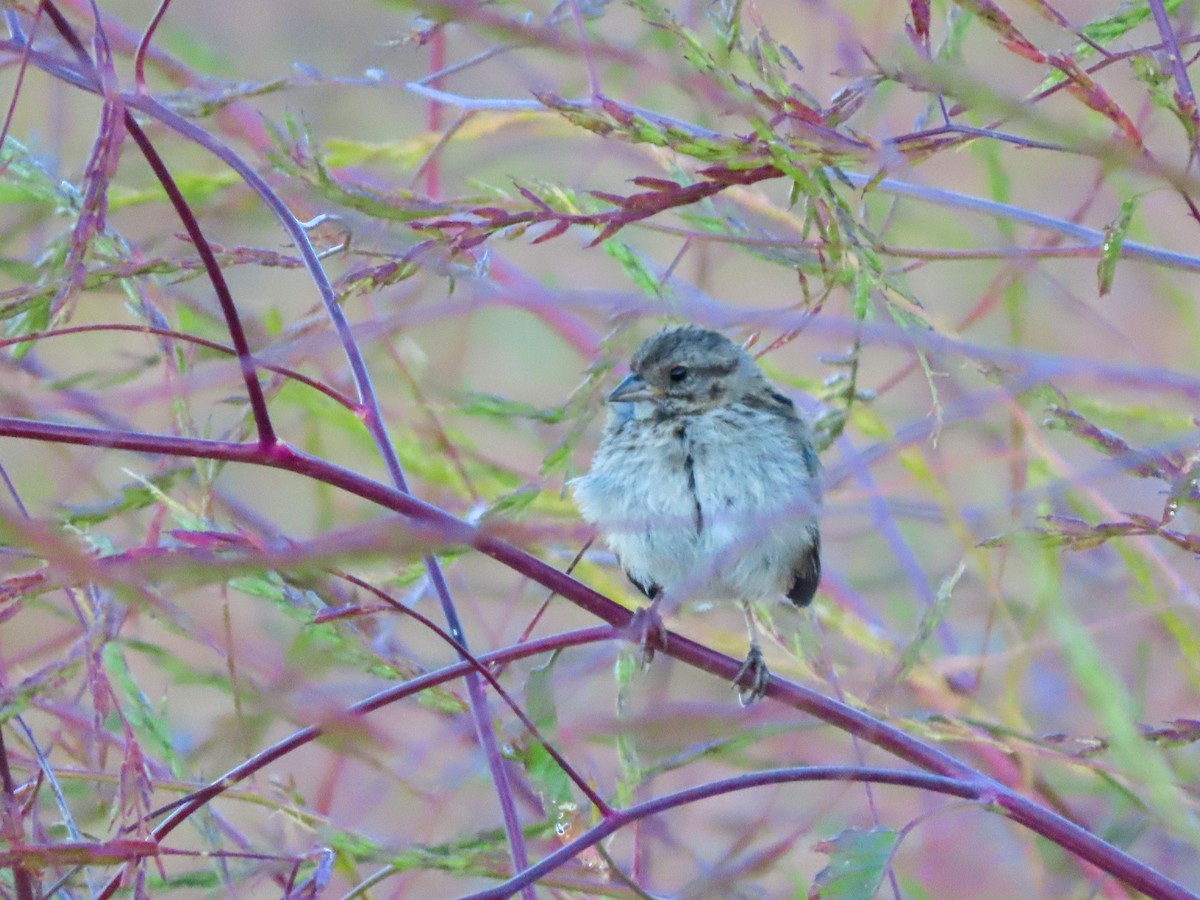 Song Sparrow - ML444987621