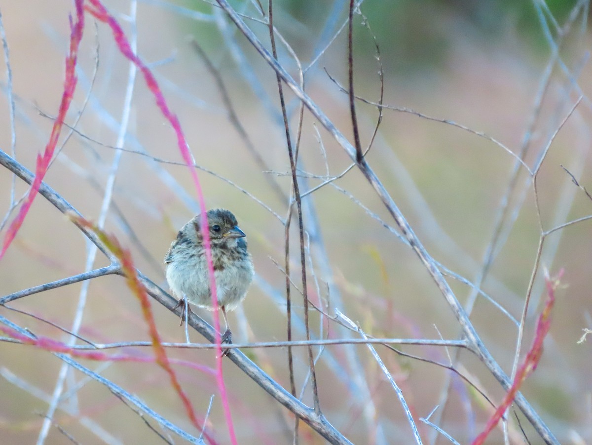Song Sparrow - ML444987631