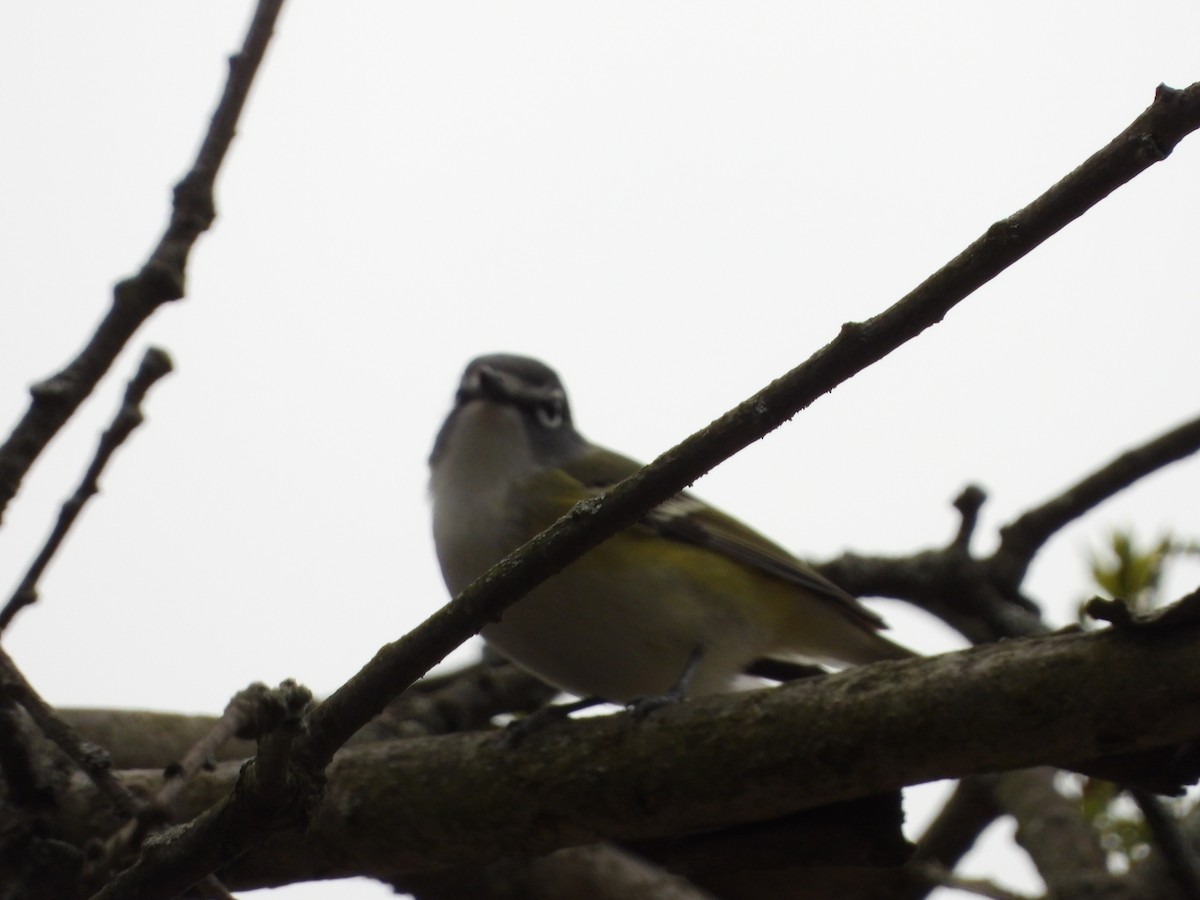 Blue-headed Vireo - Sandi Jacques