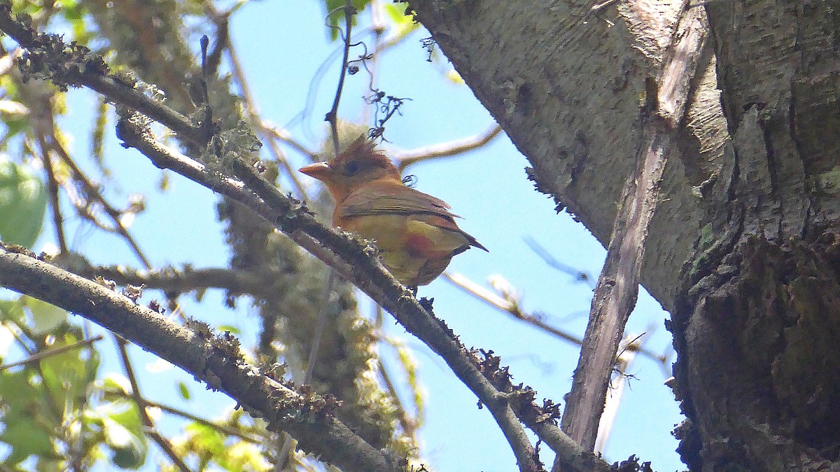 Summer Tanager - ML444989241