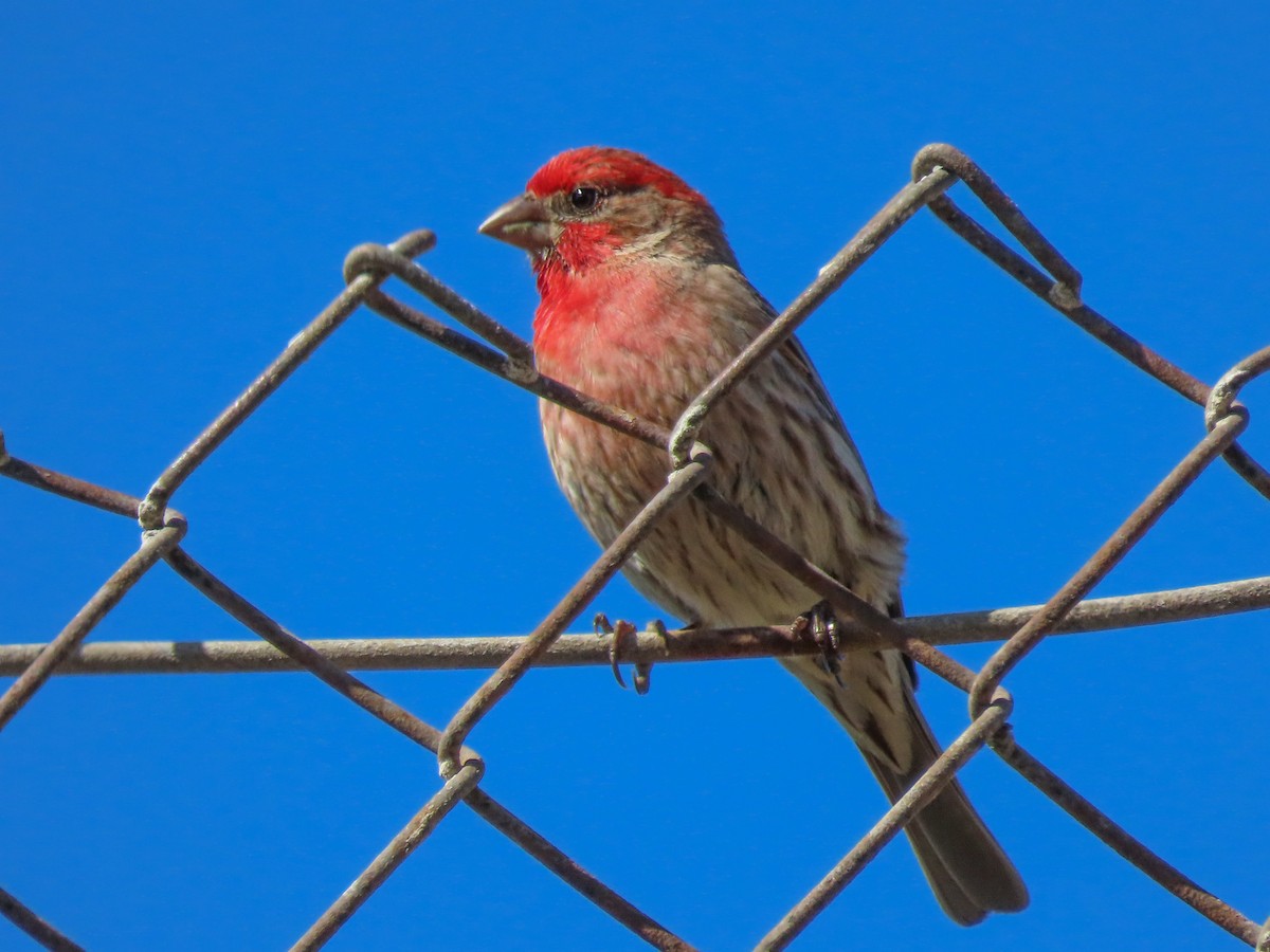 House Finch - ML444989351