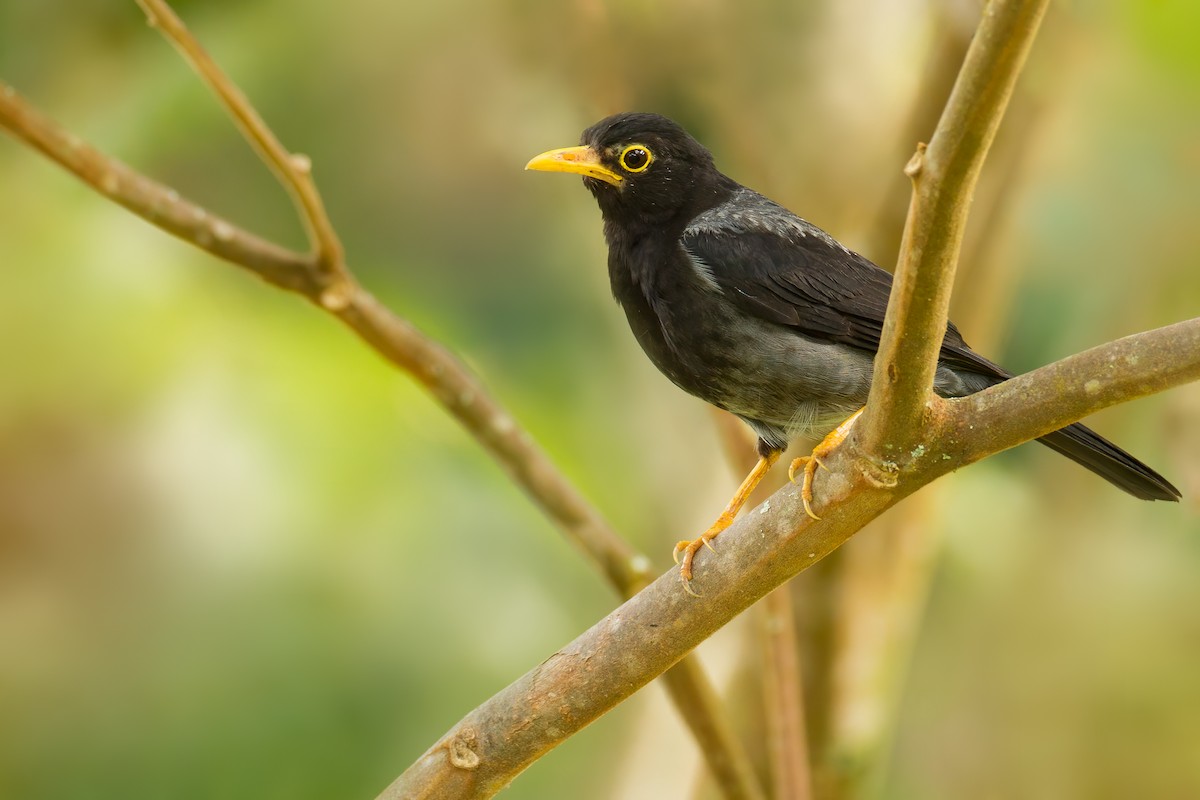 Yellow-legged Thrush - ML444990261