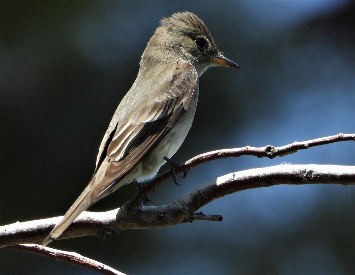 Western Wood-Pewee - ML444990361