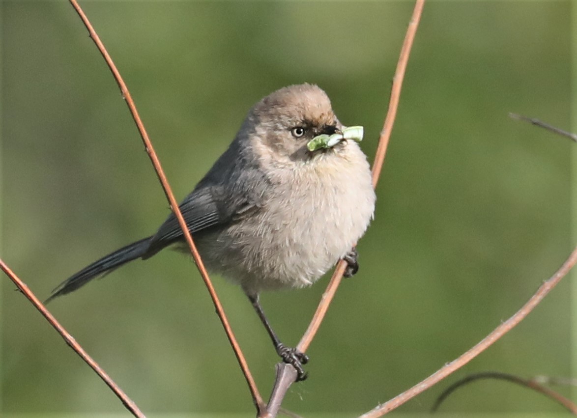 Bushtit - Pair of Wing-Nuts