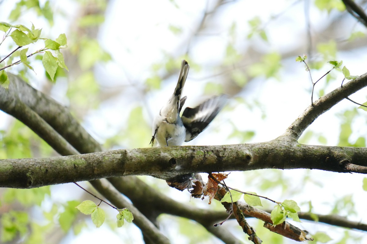 Minivet Ceniciento - ML444992391