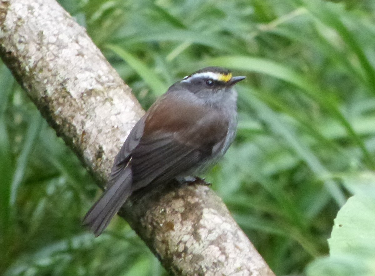 Crowned Chat-Tyrant - ML44499341