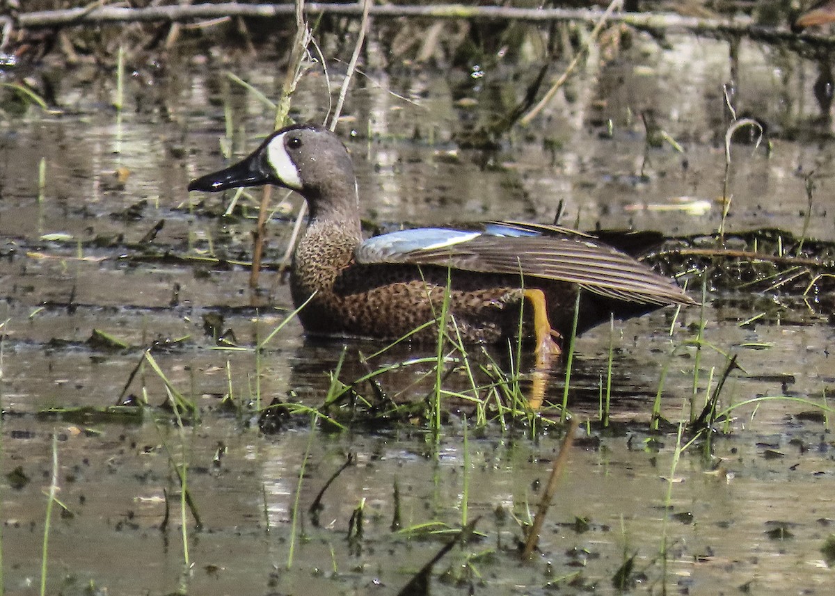 Blue-winged Teal - ML444995861