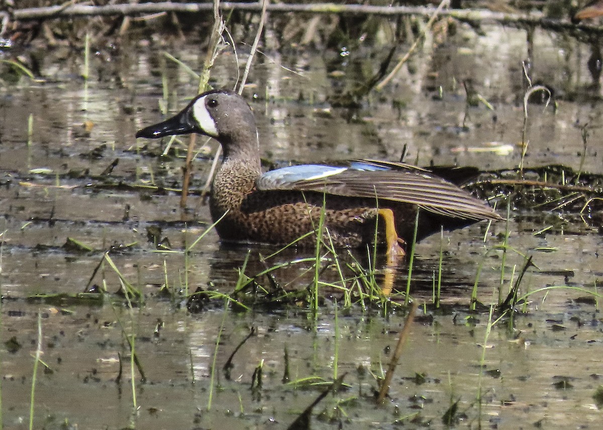 Blue-winged Teal - Lisa Hill