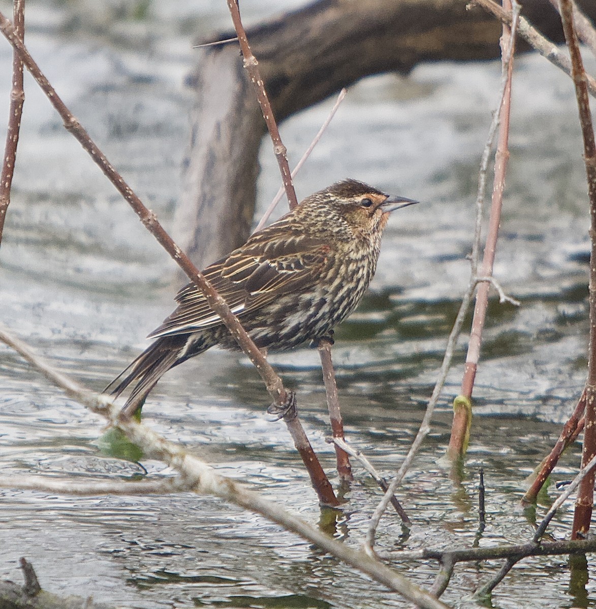 Red-winged Blackbird - ML444995981