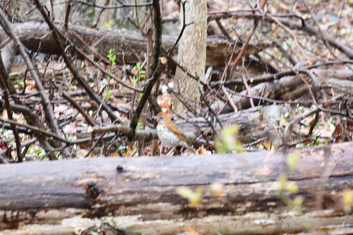Wood Thrush - Brian Kenney