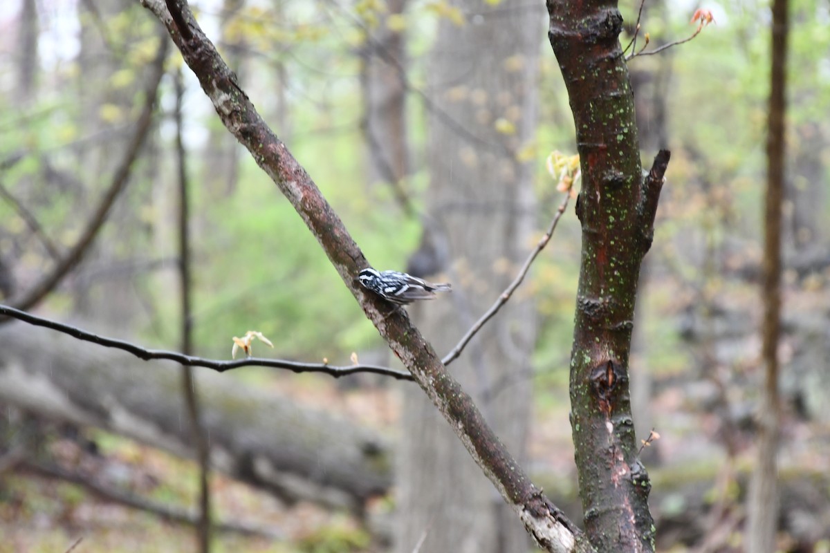 Black-and-white Warbler - ML444998141