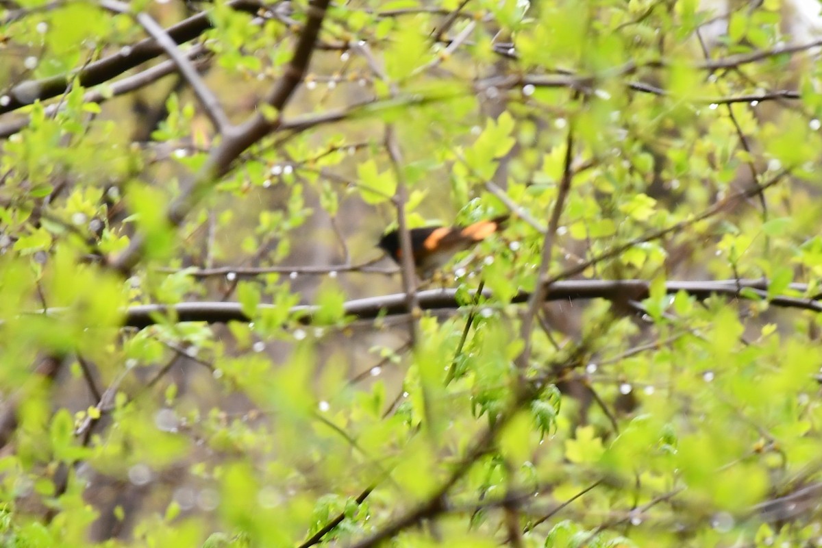 American Redstart - ML444998161