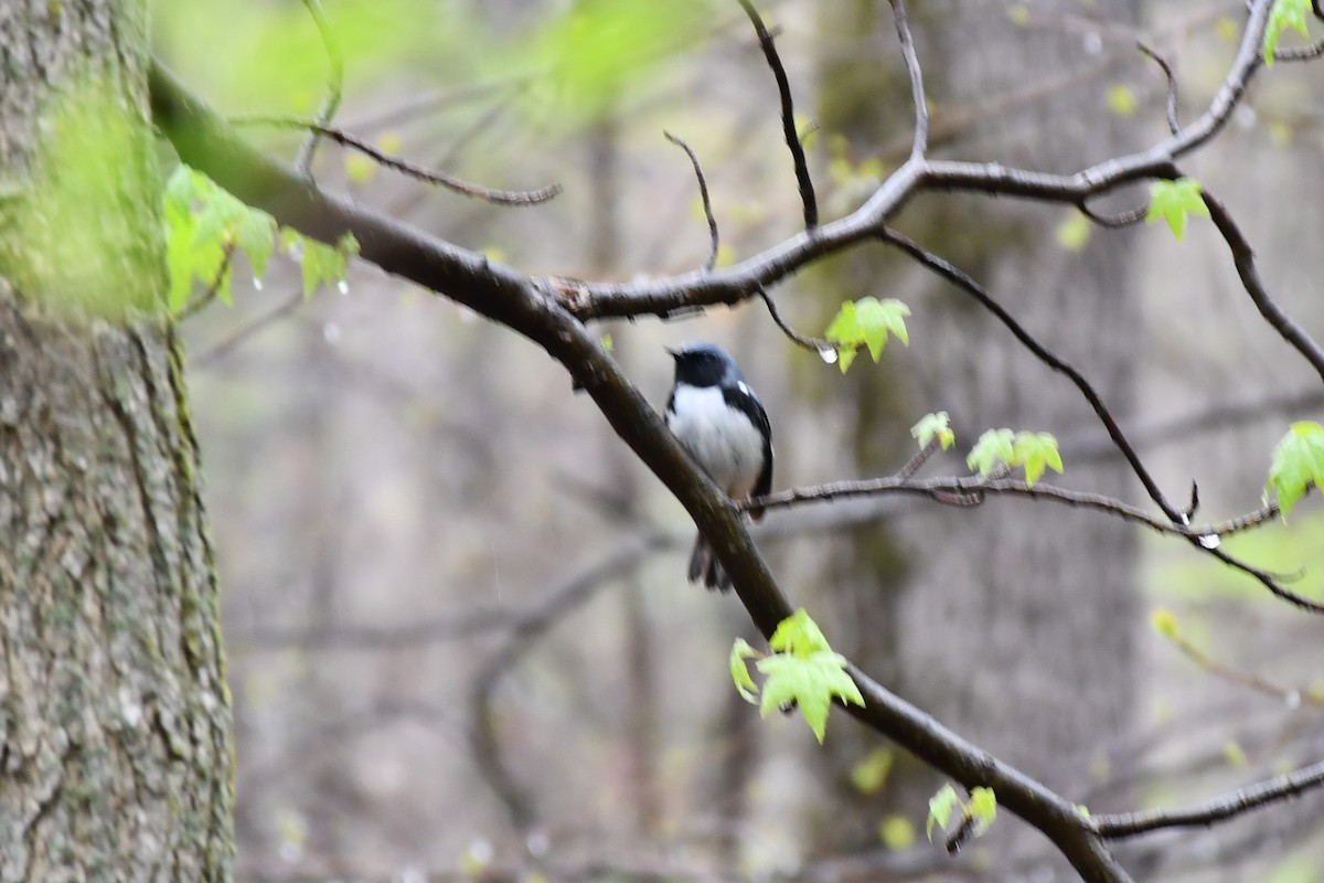 Black-throated Blue Warbler - ML444998191