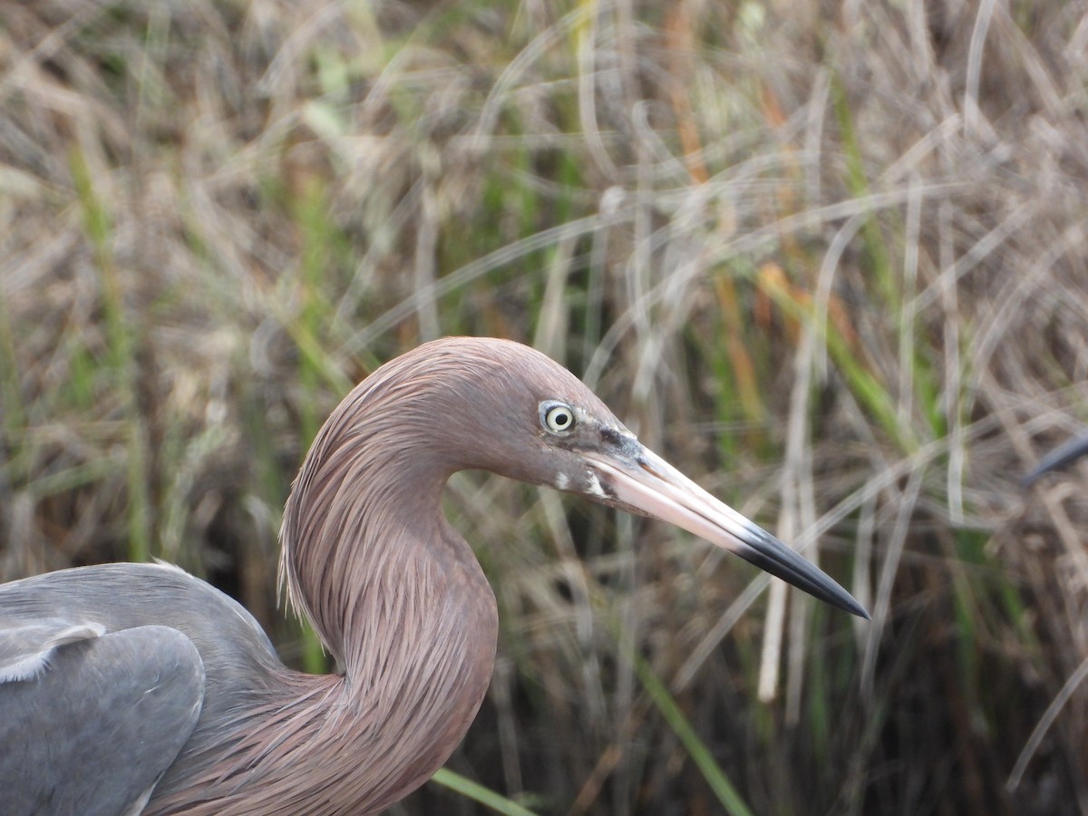 Reddish Egret - ML444998251