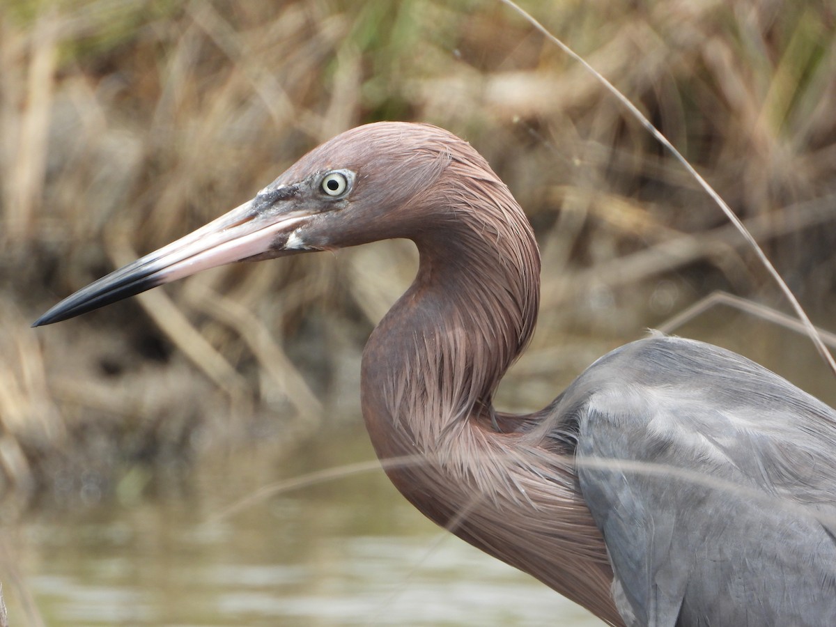 Reddish Egret - ML444998351