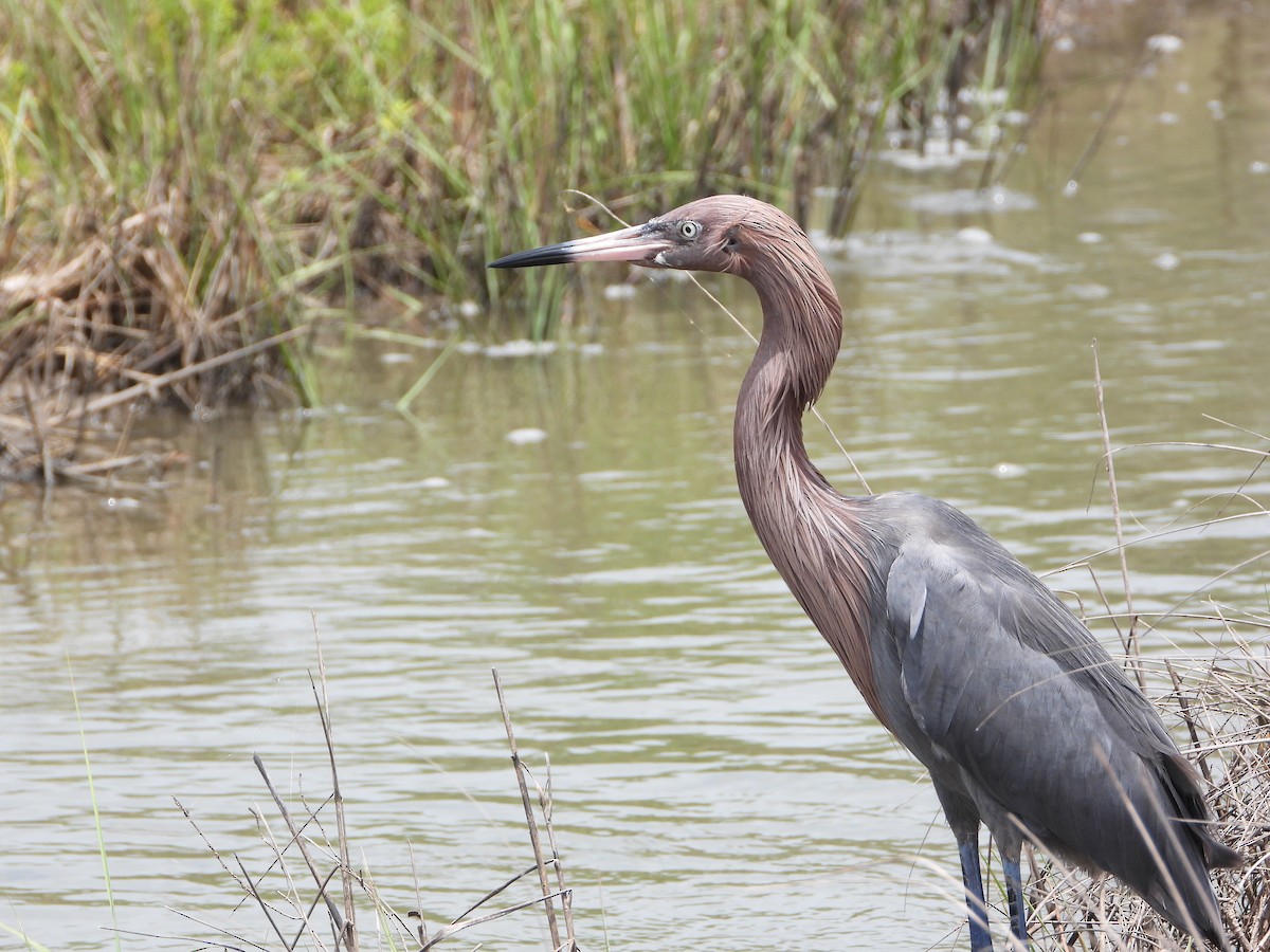 Reddish Egret - ML444998541