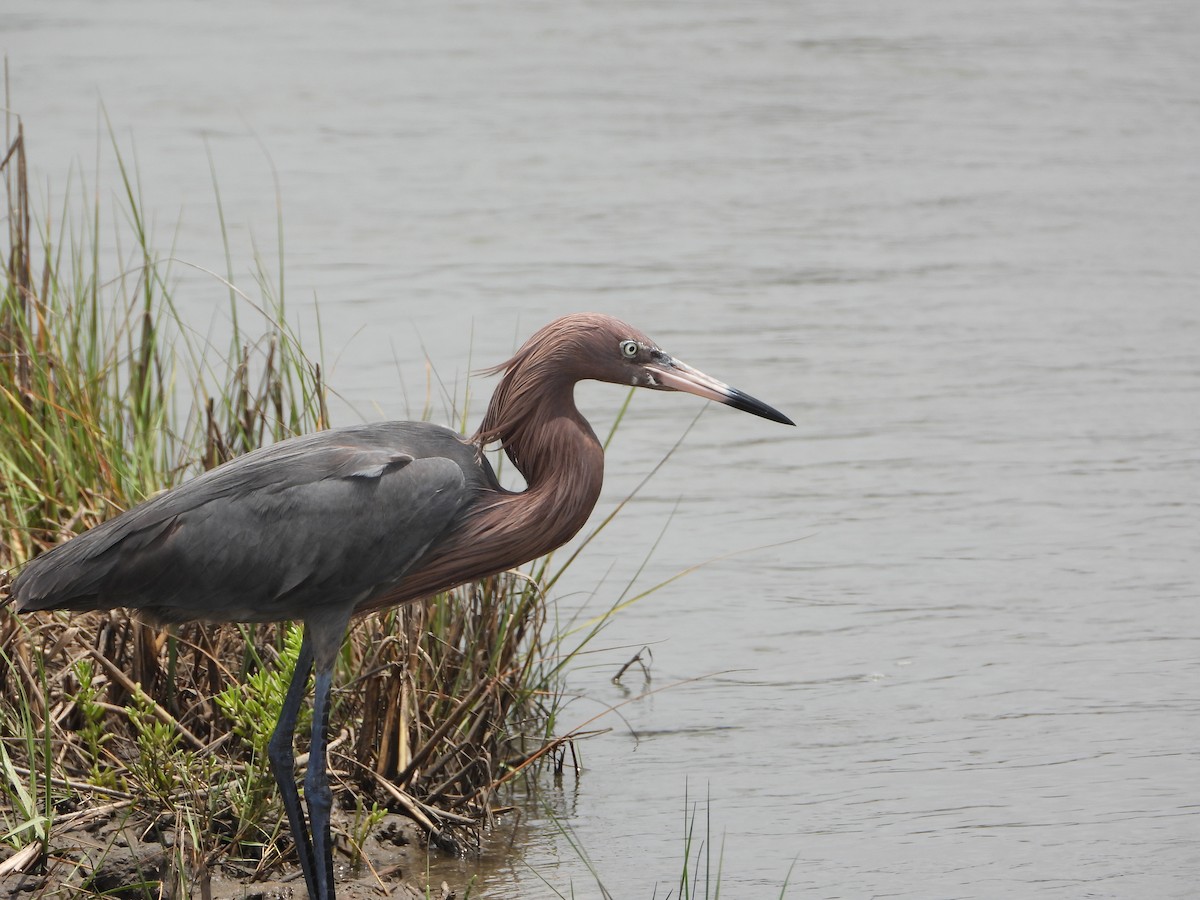 Reddish Egret - ML444998591