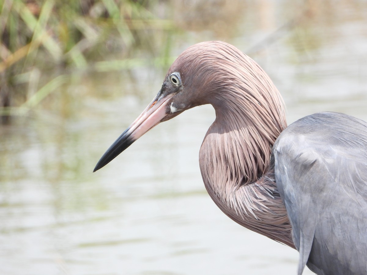 Reddish Egret - ML444998691