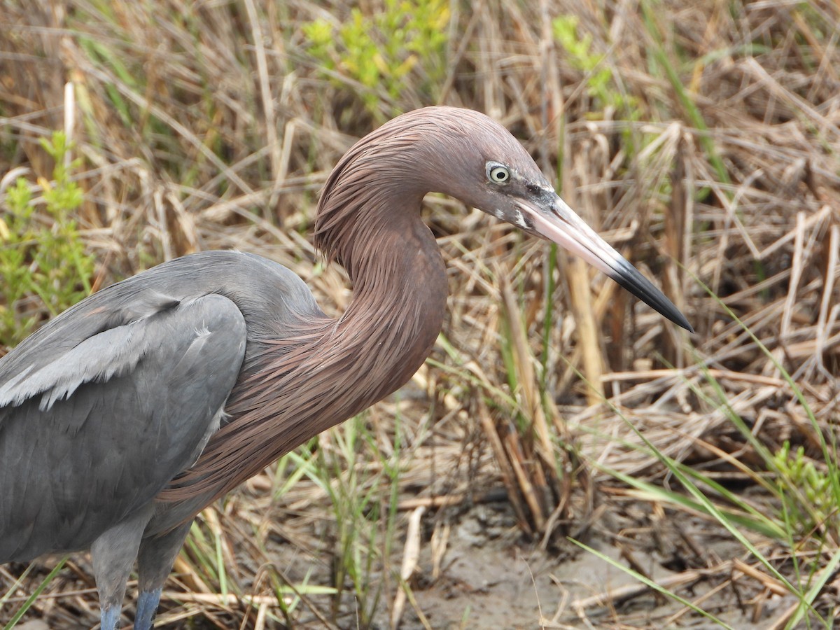 Reddish Egret - ML444998711