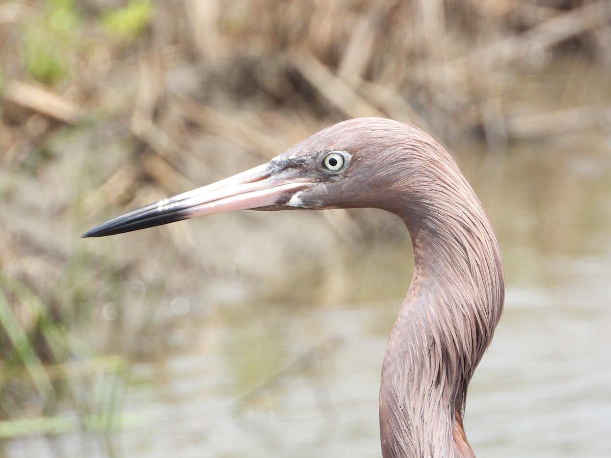 Reddish Egret - ML444998771