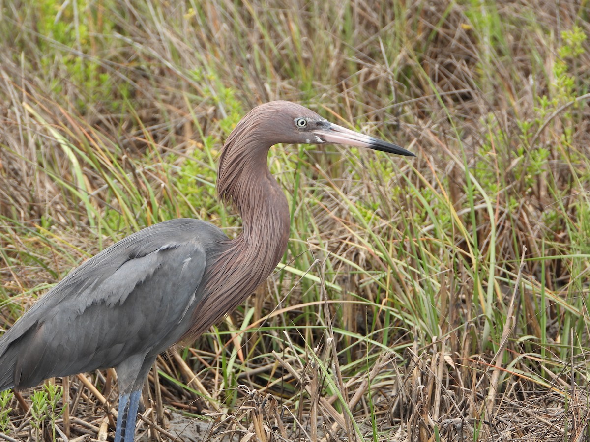 Reddish Egret - Kevin Long