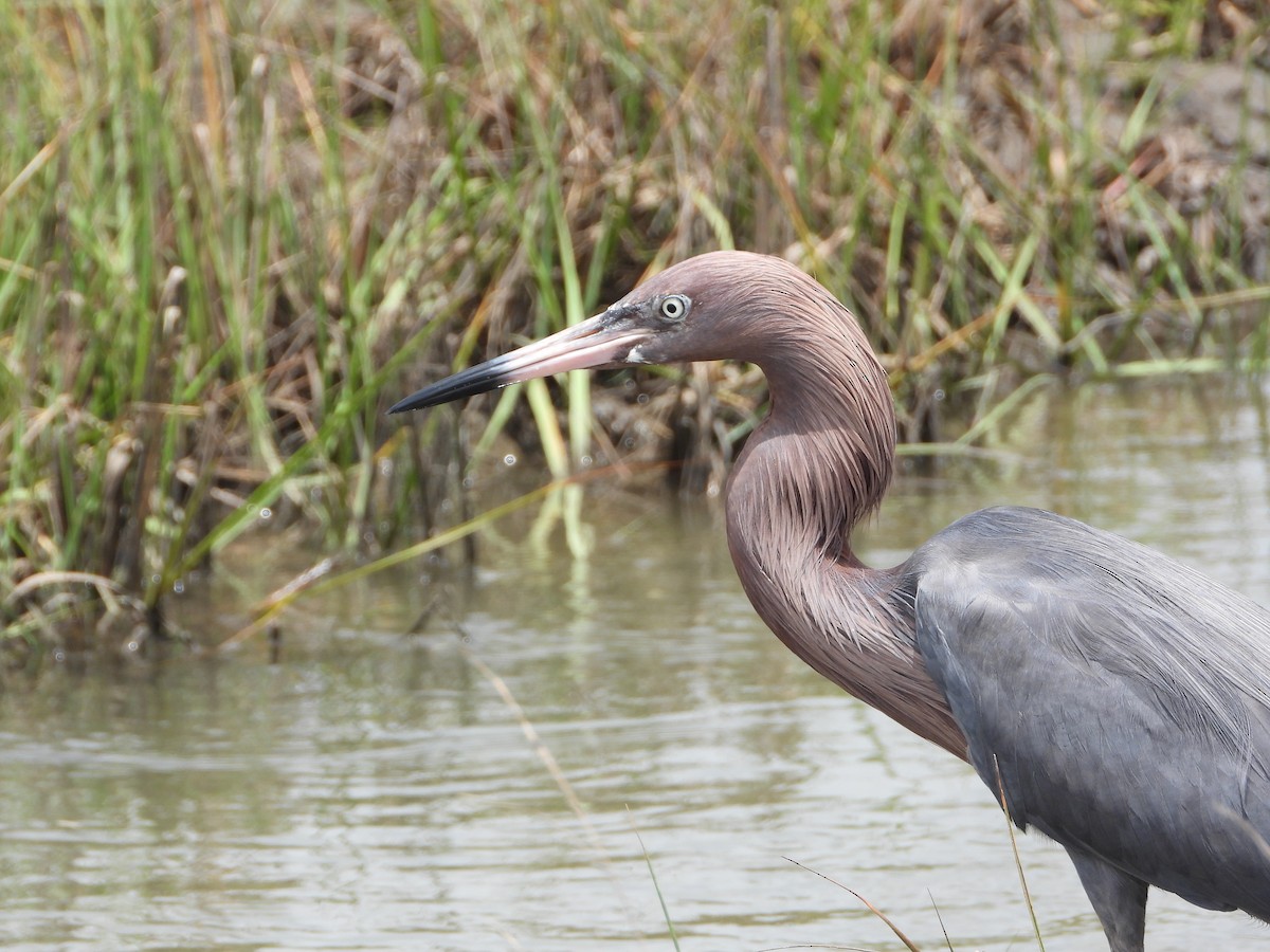 Reddish Egret - ML444998901