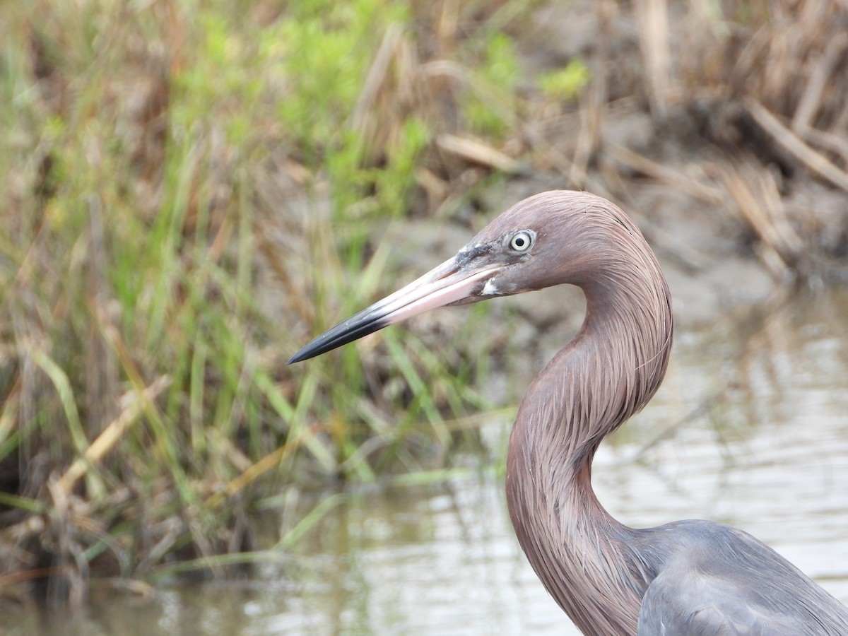 Reddish Egret - ML444998921