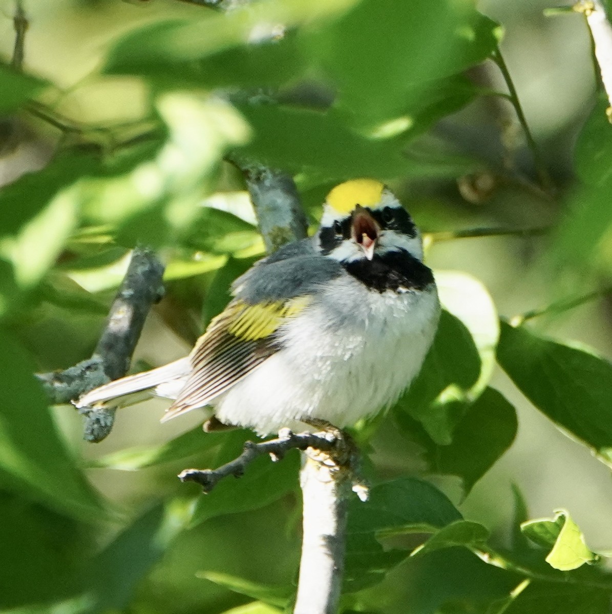 Golden-winged Warbler - ML444999391