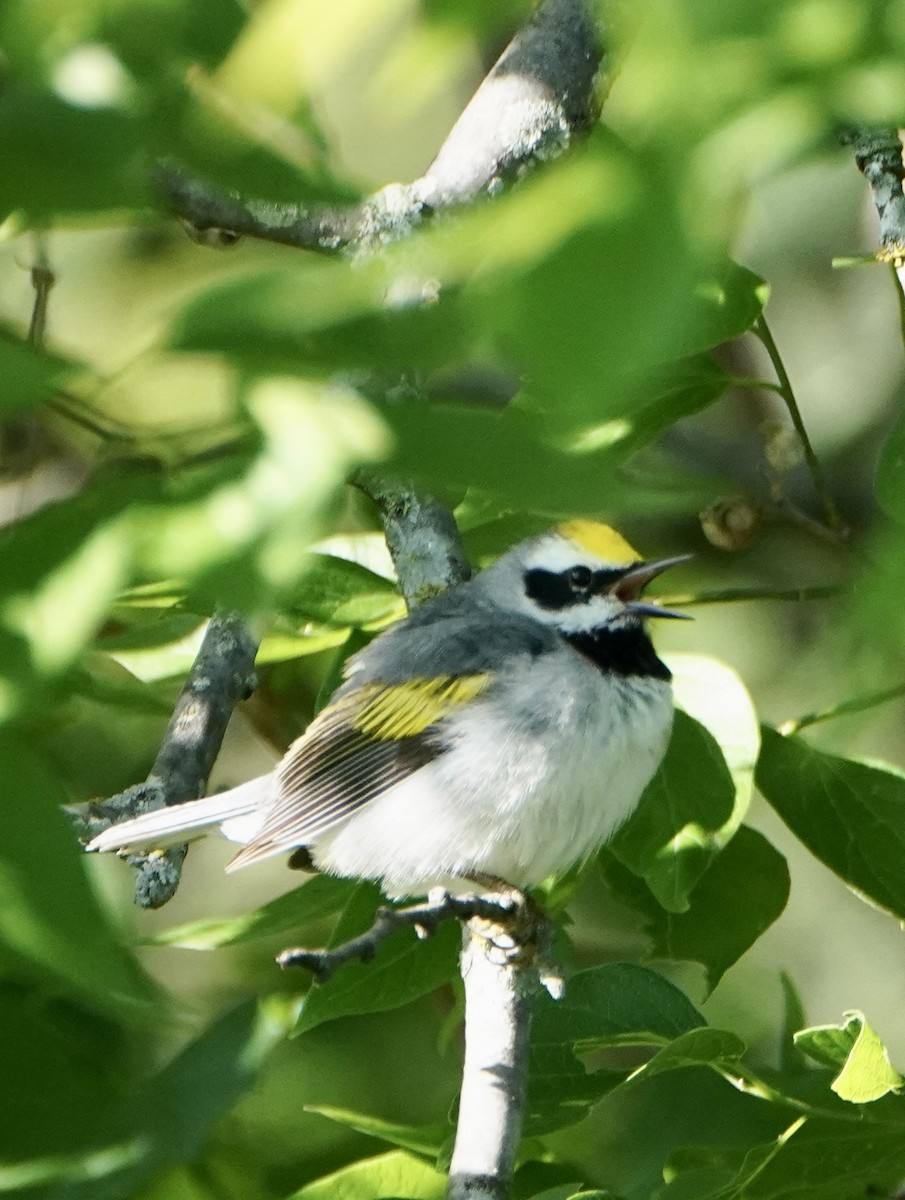 Golden-winged Warbler - ML444999401