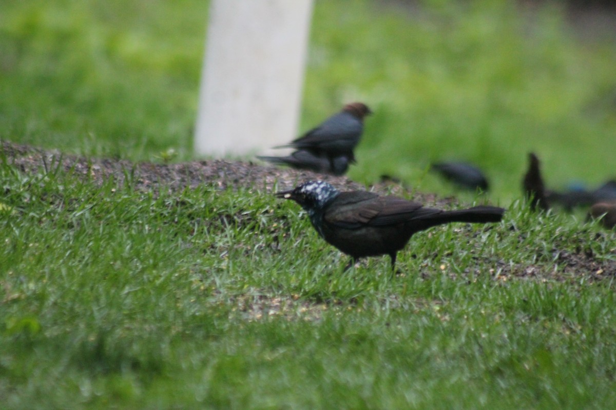 Common Grackle - ML445003411