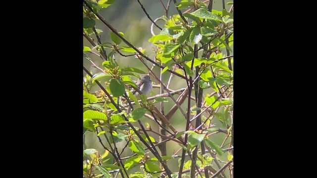 Dusky Flycatcher - ML445005461