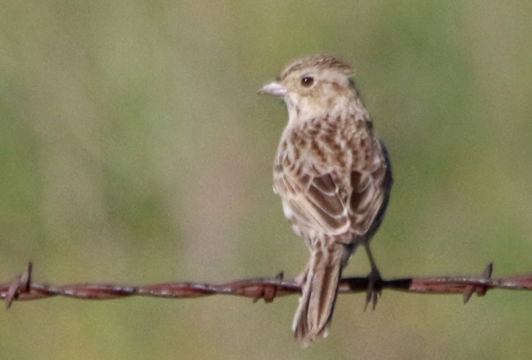 Cassin's Sparrow - ML445006031