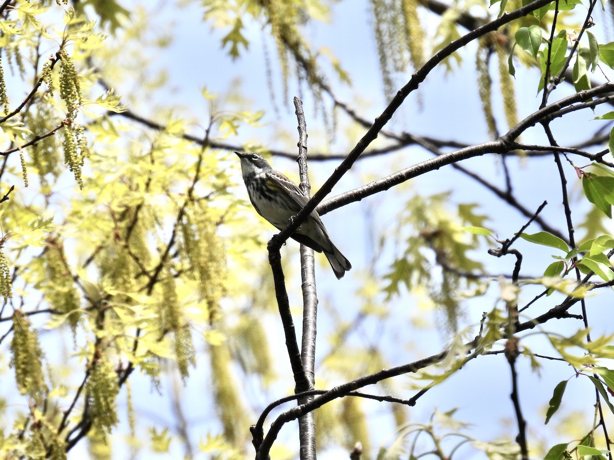 Yellow-rumped Warbler (Myrtle) - ML445007931