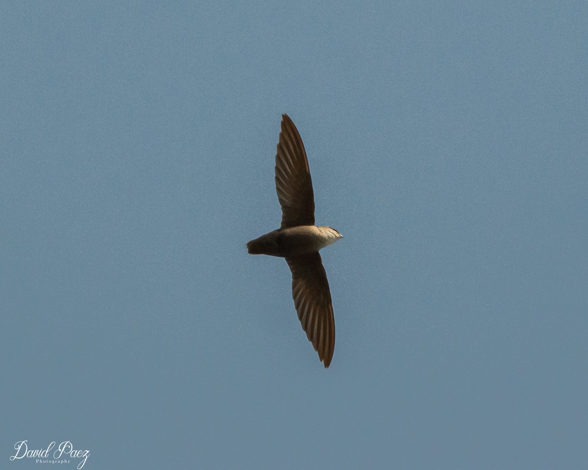 Chimney Swift - ML445009681