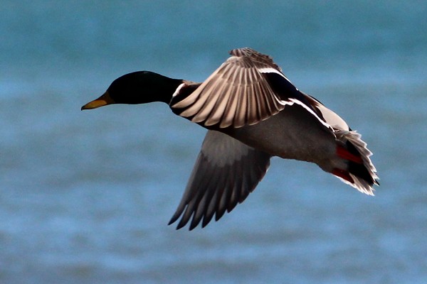 Canard colvert - ML44501051