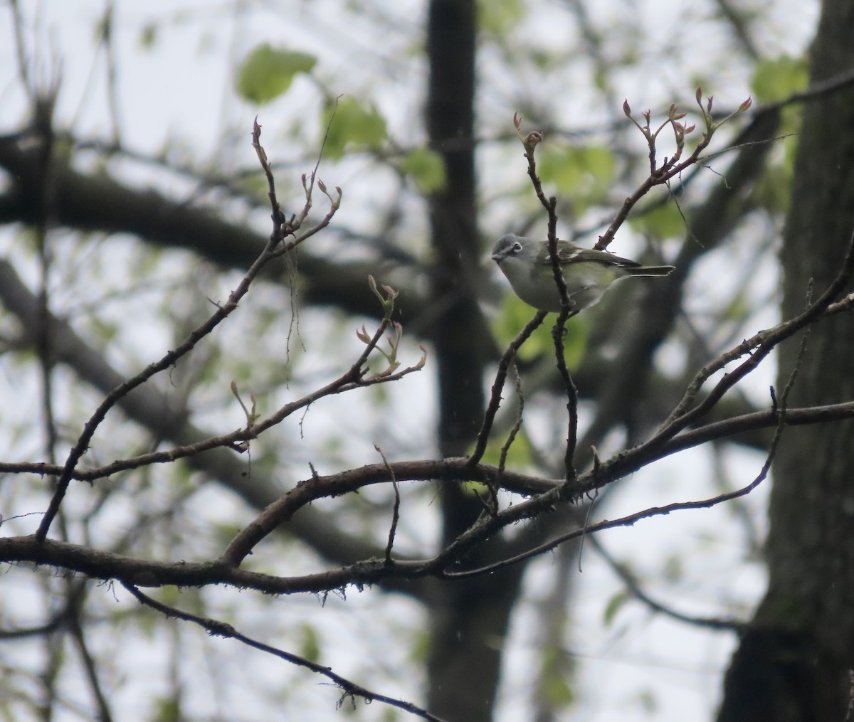 Blue-headed Vireo - ML445011341