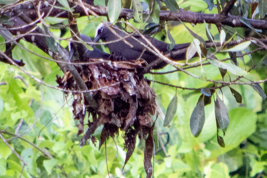 Black Noddy - ML445012341