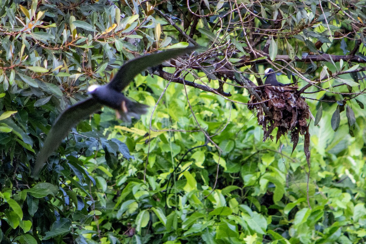 Black Noddy - ML445012401